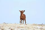 PINSCHER NAIN 027
